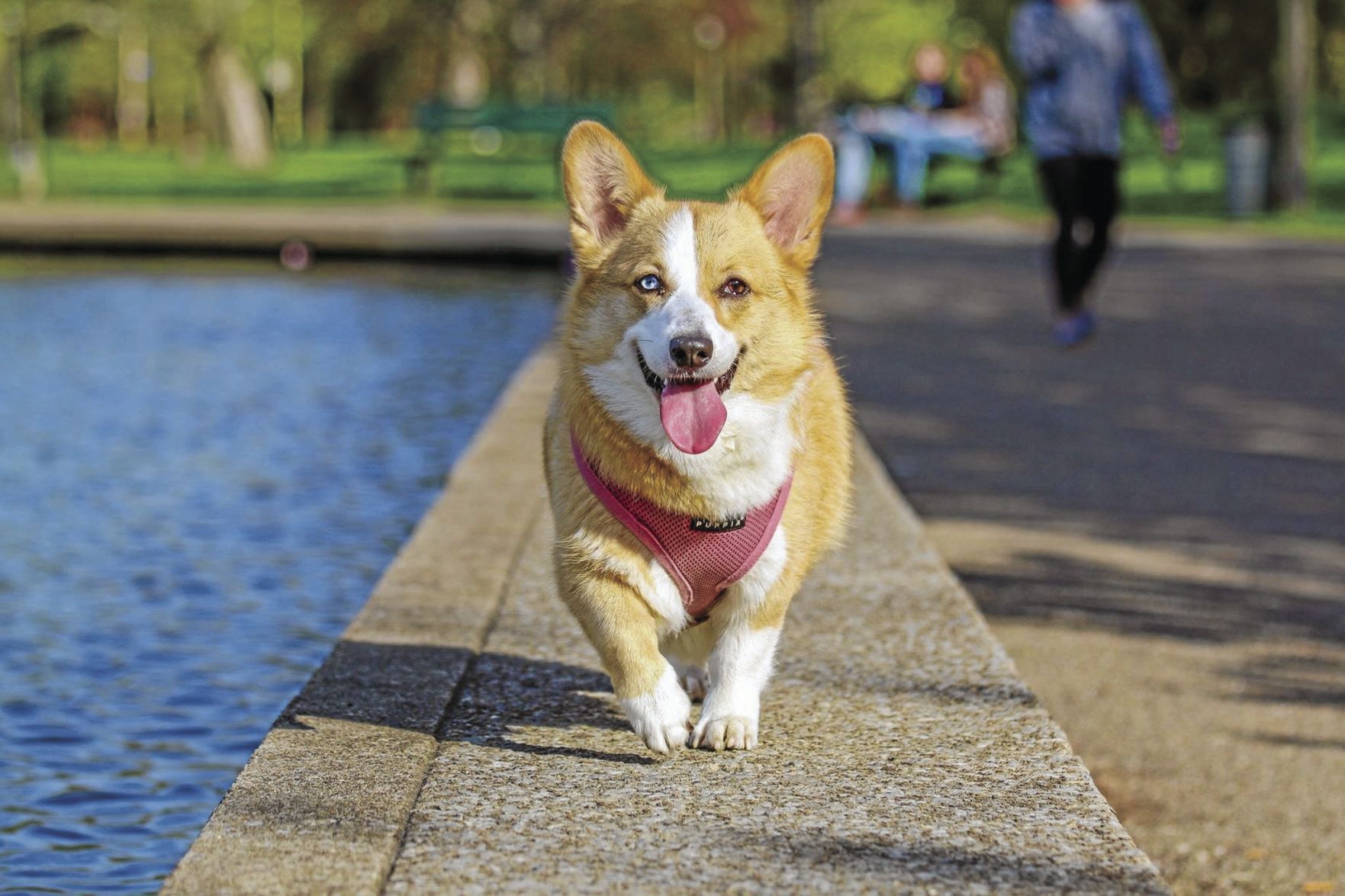 Pembroke Welsh corgi